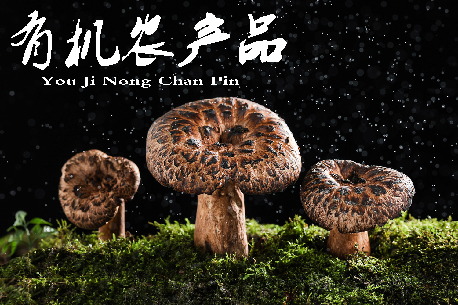 尖顶粉褶菌-辽宁省自然科学-图片